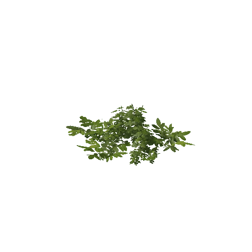 Plant 43_LOD_0